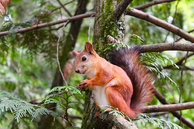 Squirrel in Westlake, OH