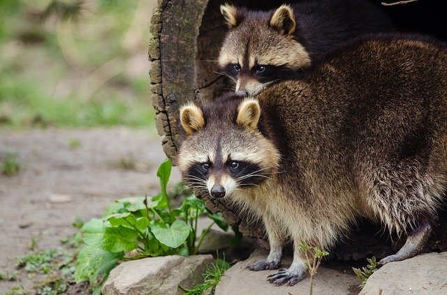 Two Raccoons Hunched in a Log Outside Cleveland Home