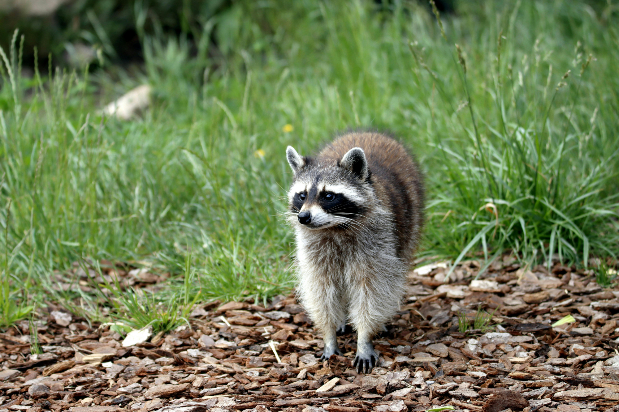 raccoon image