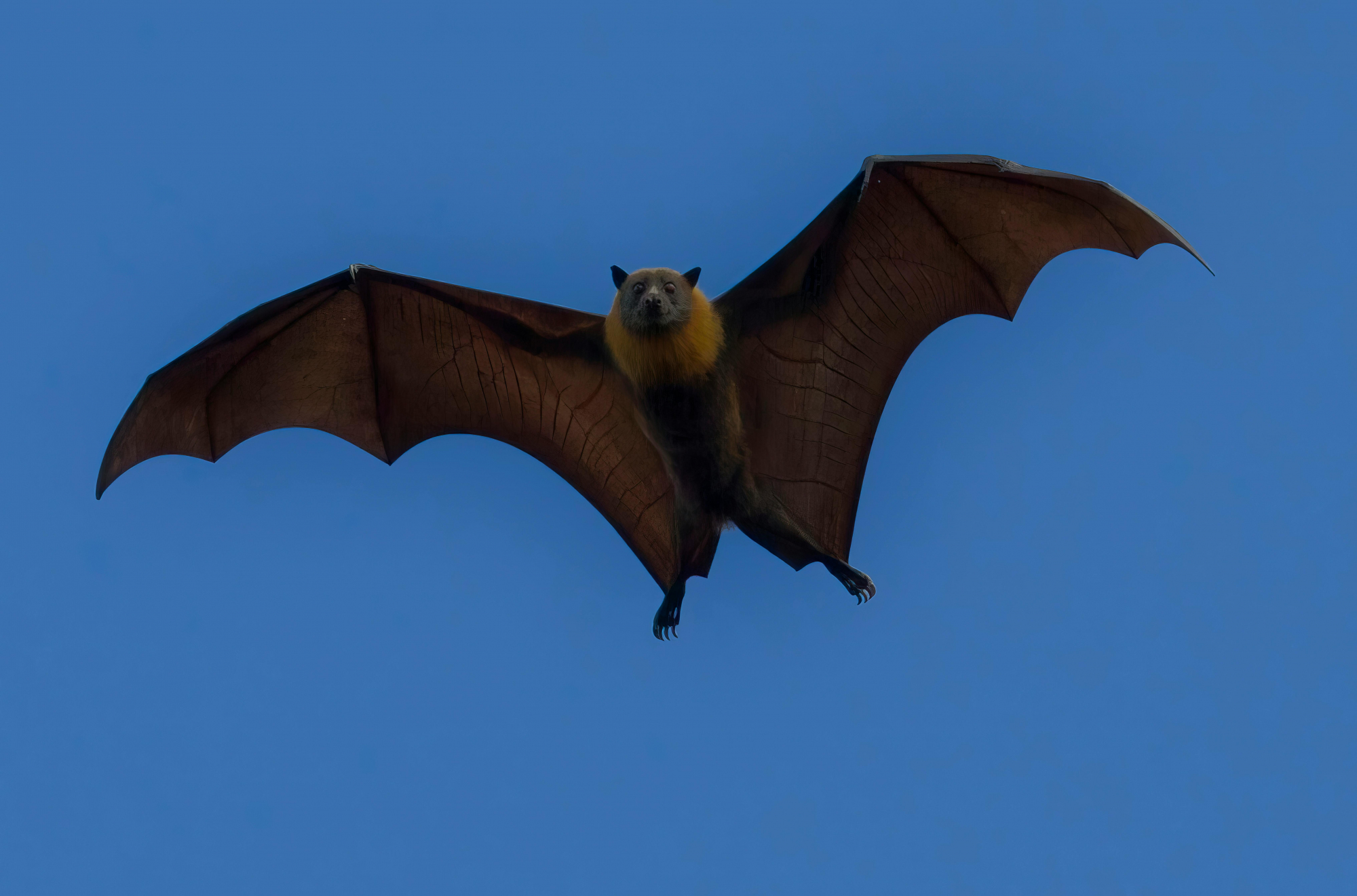 bat image