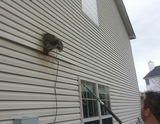 Raccoon in Dryer Vent in Cleveland